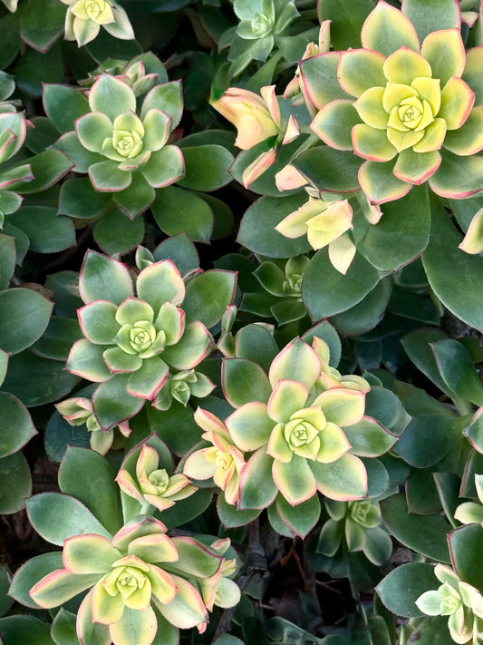 A Chorus of Light