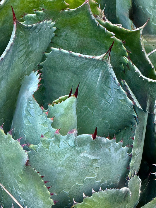 A Tender Defense