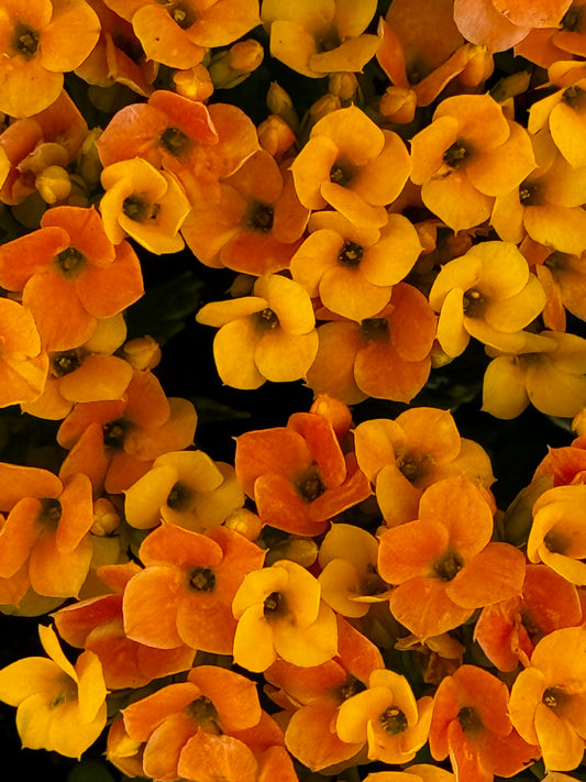Amber Chorus