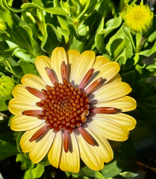 Amber Crown