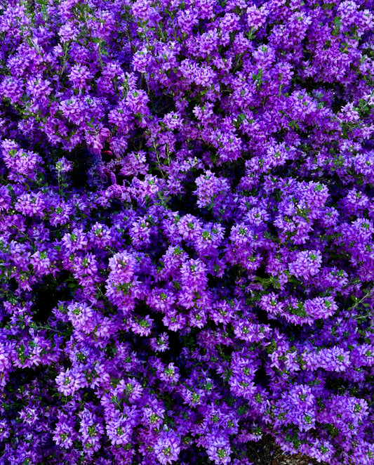 Amethyst Drift