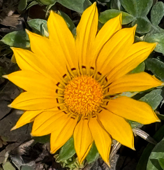 Autumn Burst