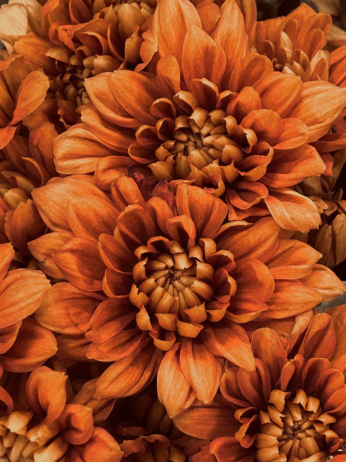 Autumn Ember