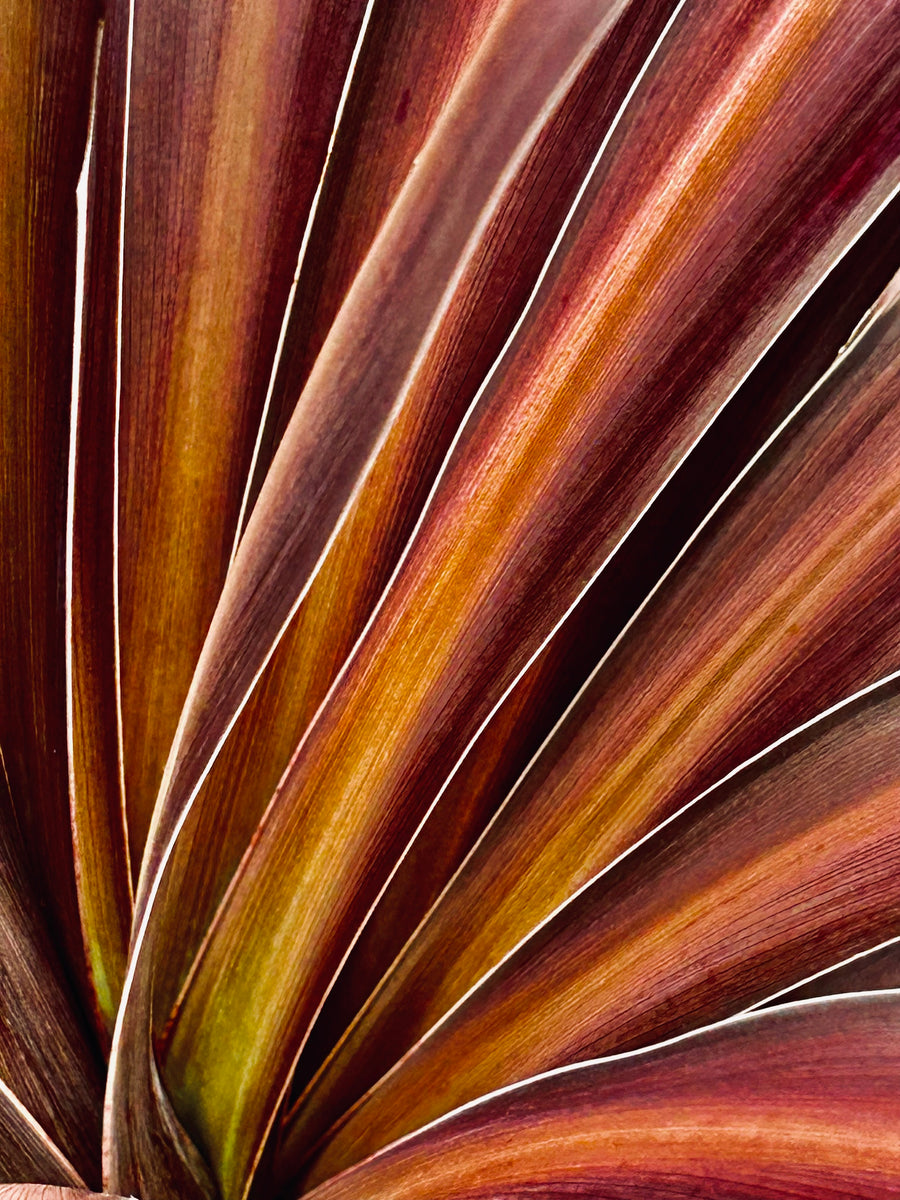 Autumn Flame