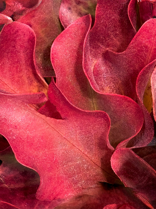 Autumn Silk