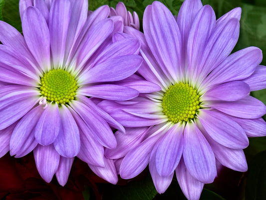 Blooming Echoes