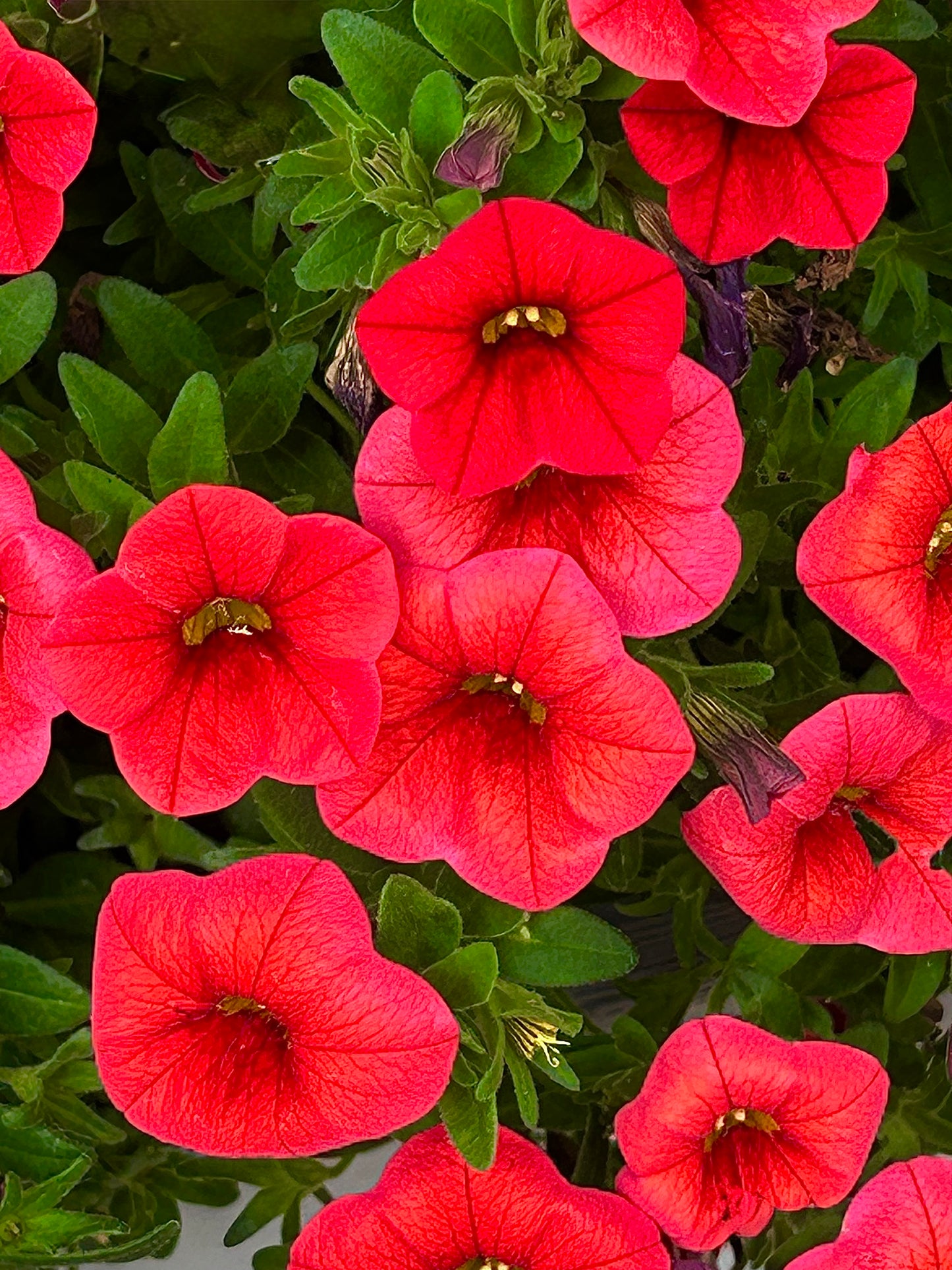 Blooming Firelight