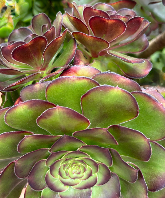 Bloom of Desire