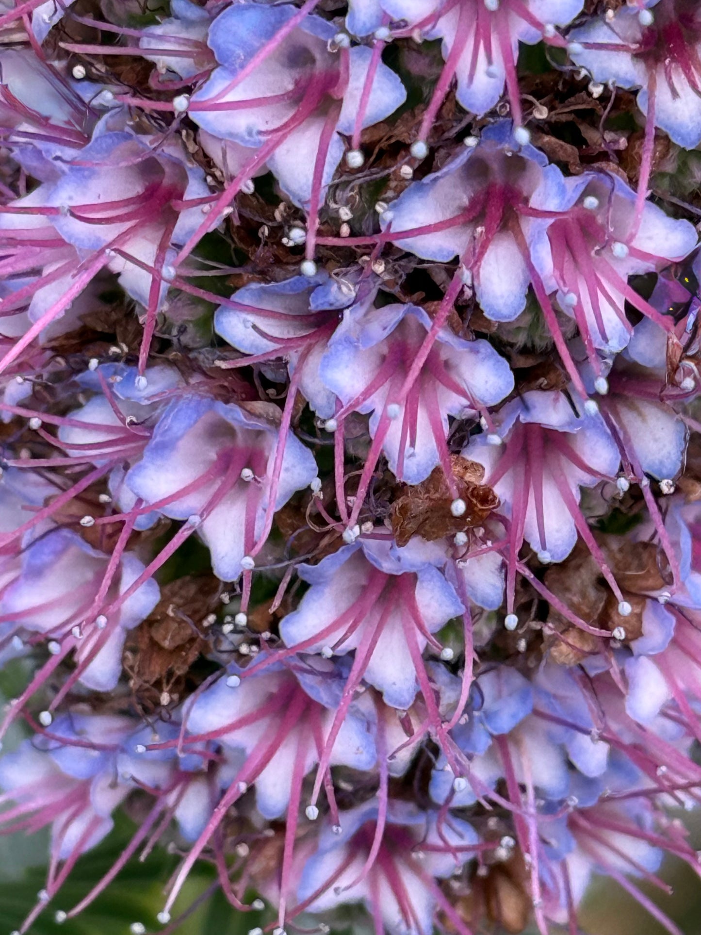 Blossoms of Light