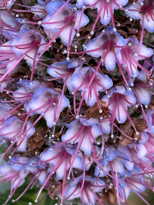 Blossoms of Light