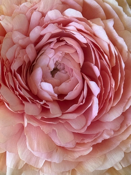 Blush
