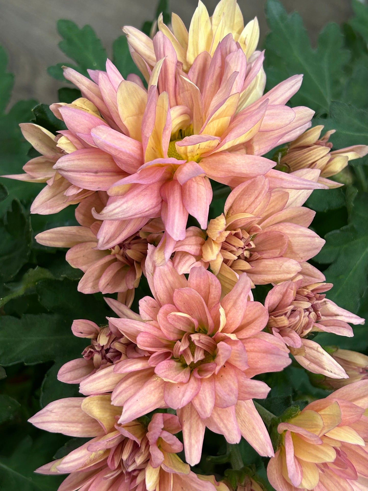 Blush Harmony