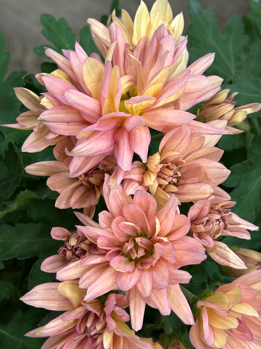 Blush Harmony