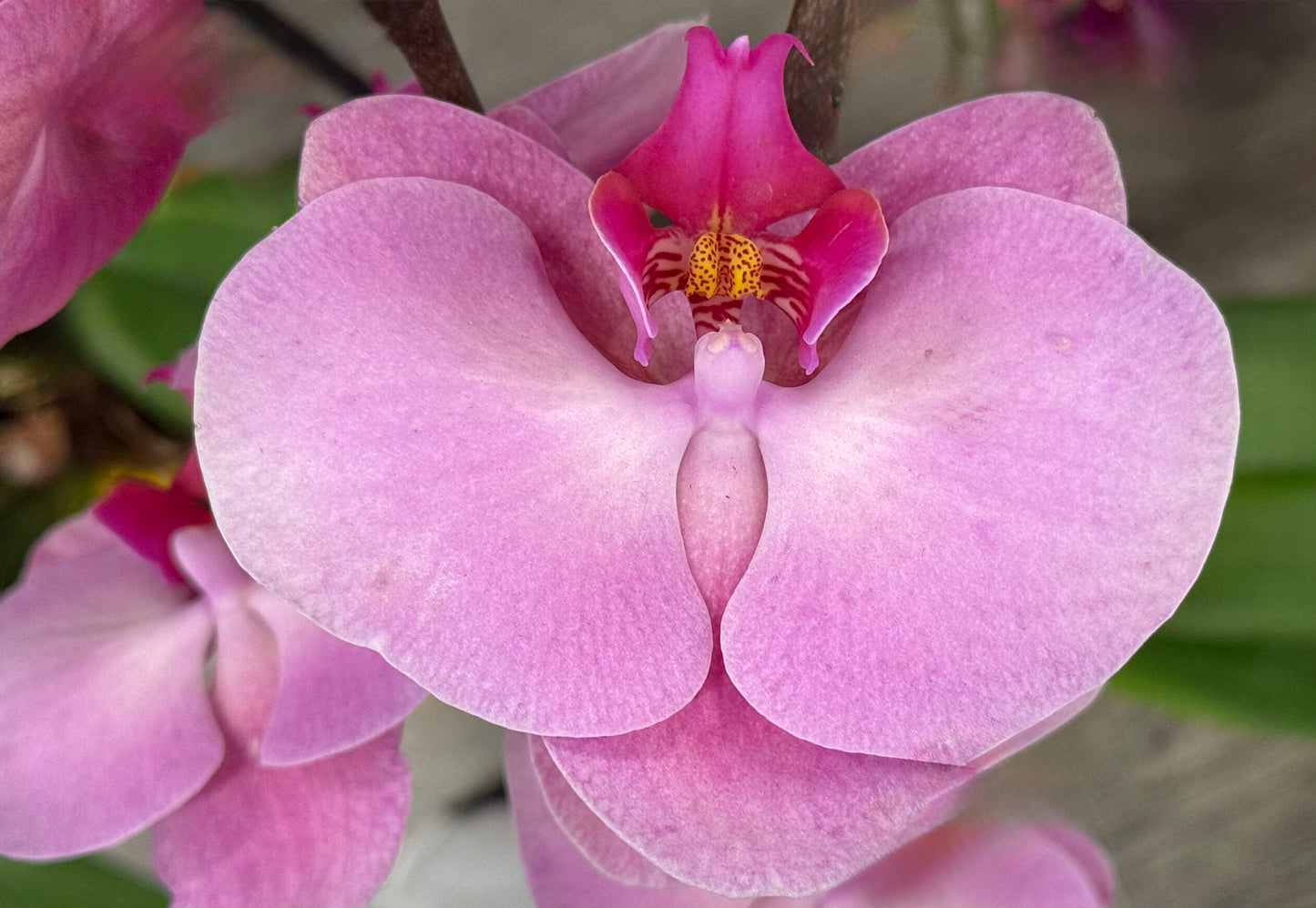 Blushing Heart