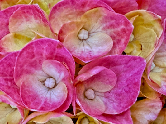 Blushing Petals