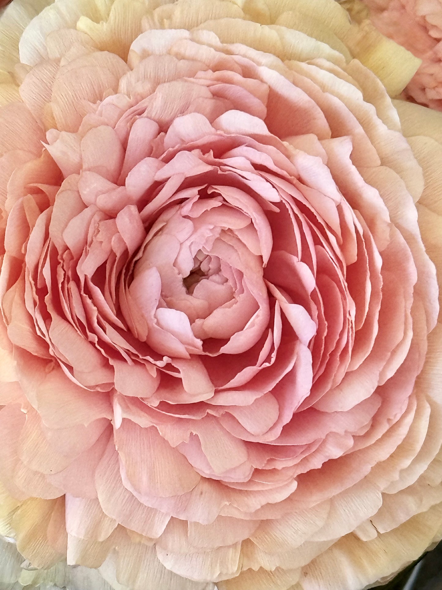 Blushing Petals II