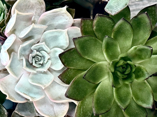 Botanical Duet