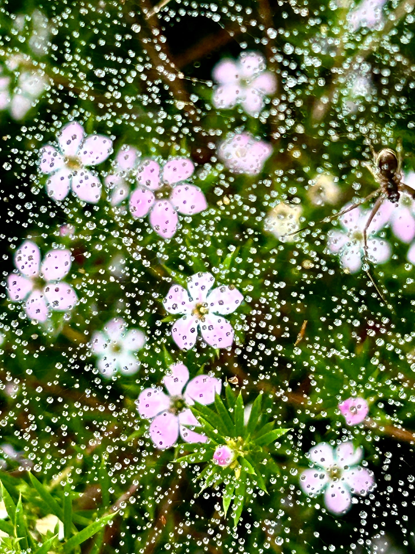 Charlotte's Web