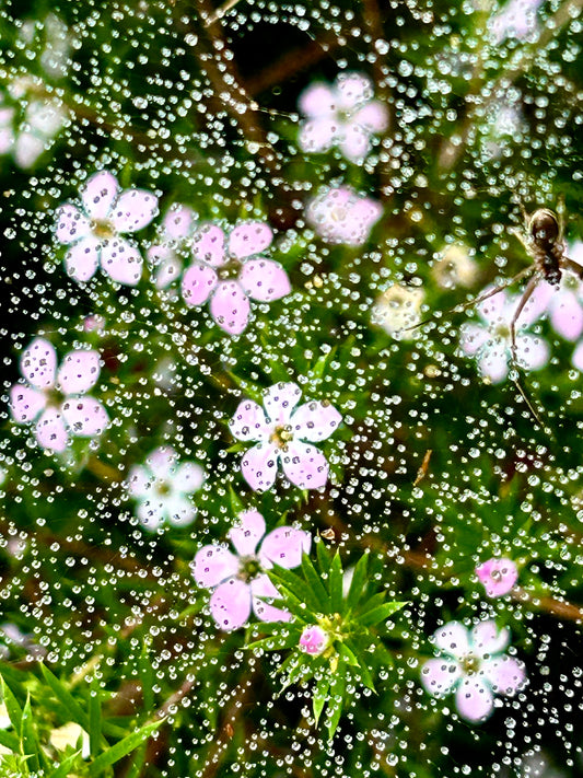 Charlotte's Web