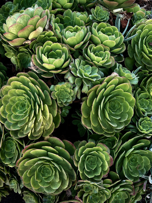 Chorus of Green