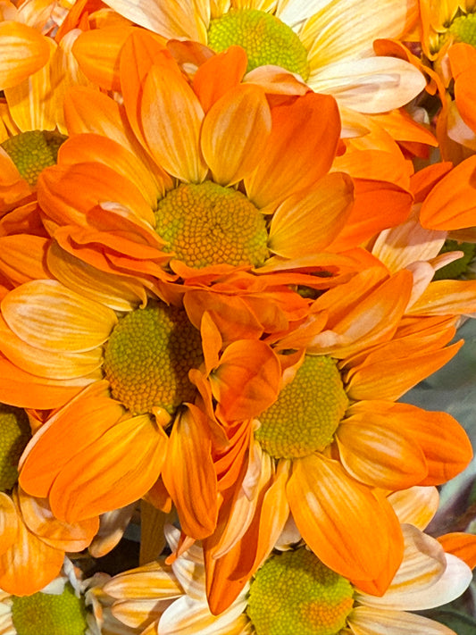 Citrus Bloom Symphony