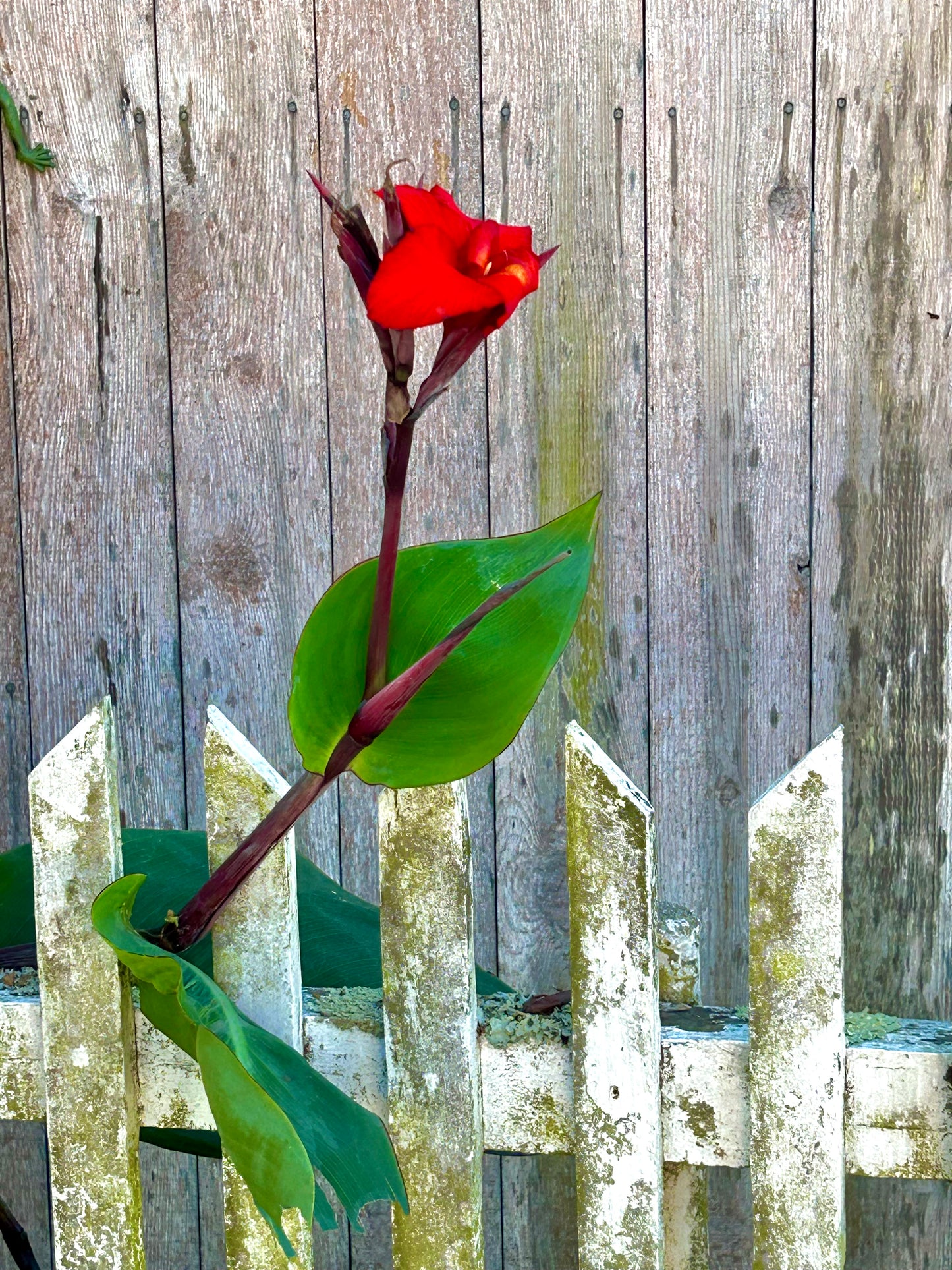 Crimson Against Time