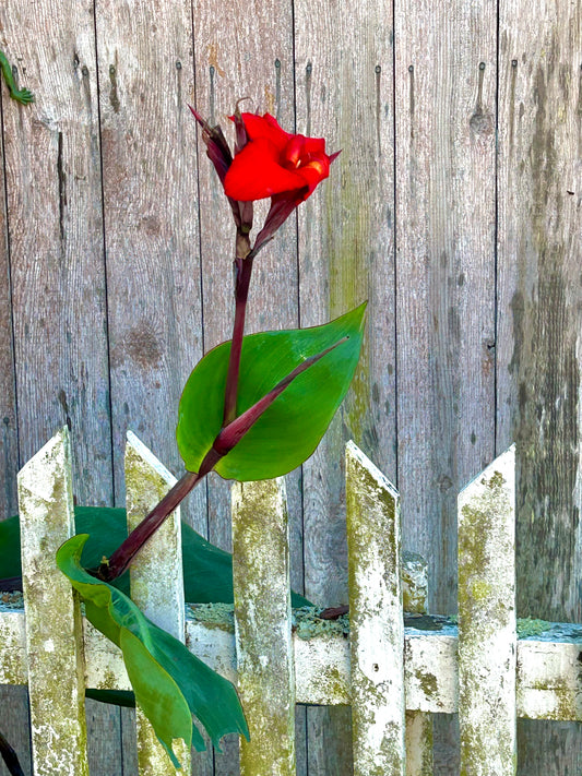 Crimson Against Time