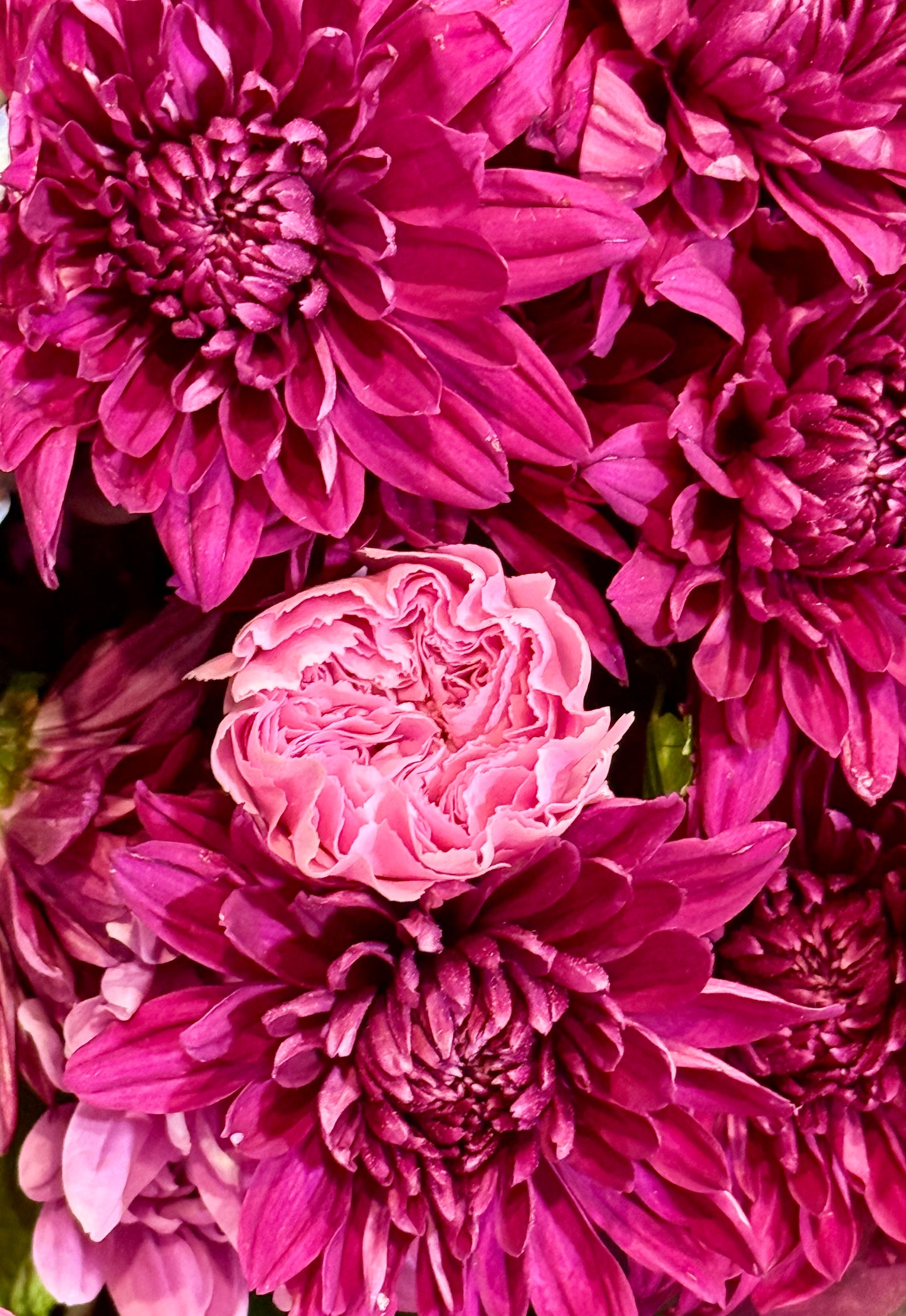 Crimson Embrace