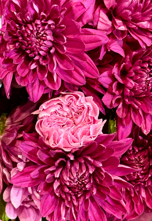 Crimson Embrace