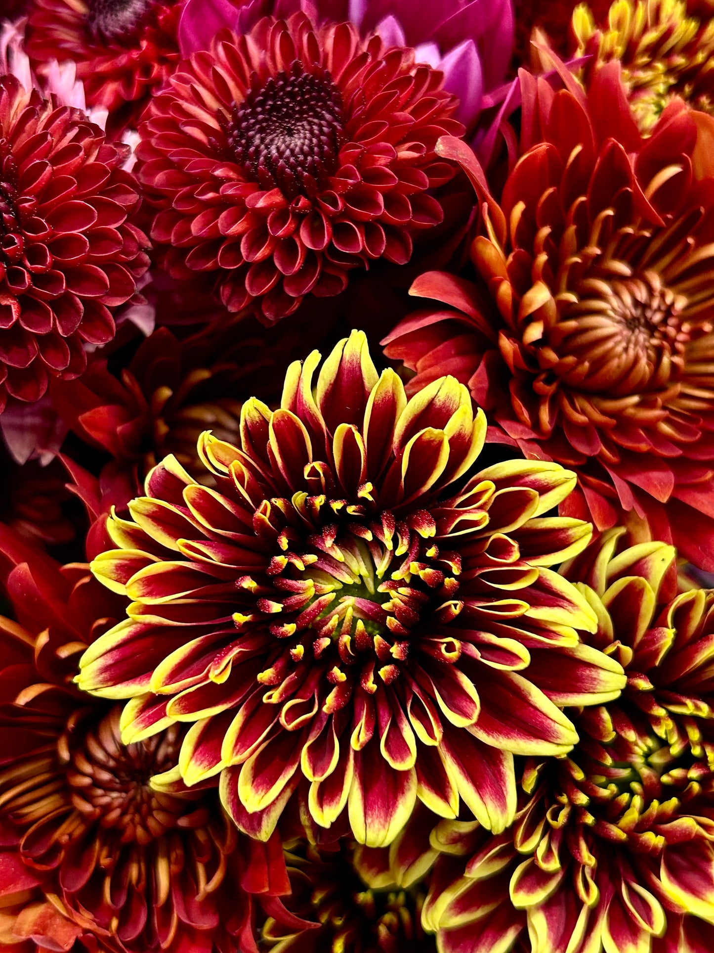 Crimson Tapestry