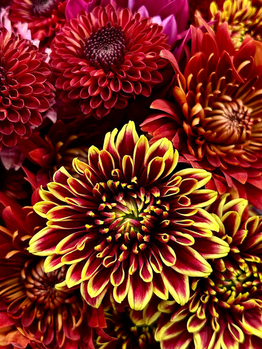 Crimson Tapestry
