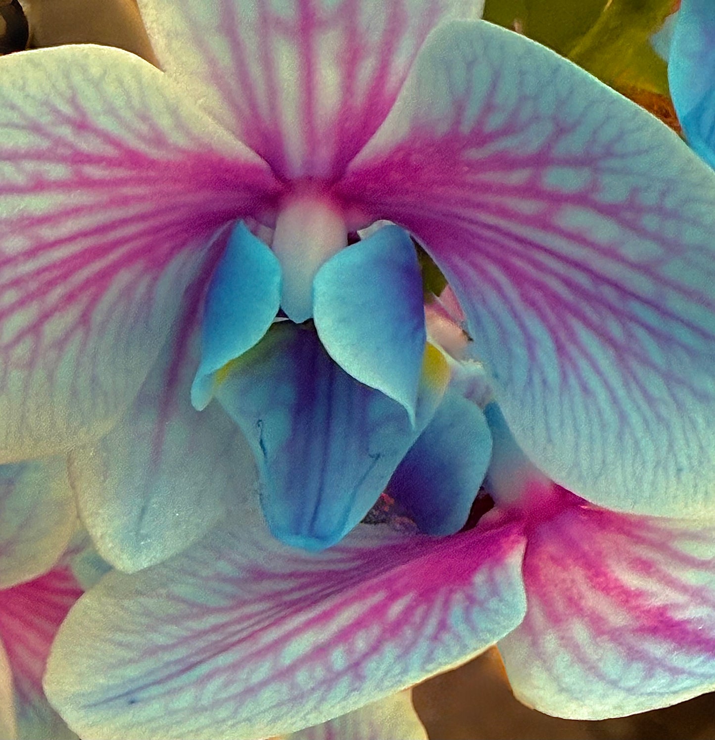 Dream in Bloom