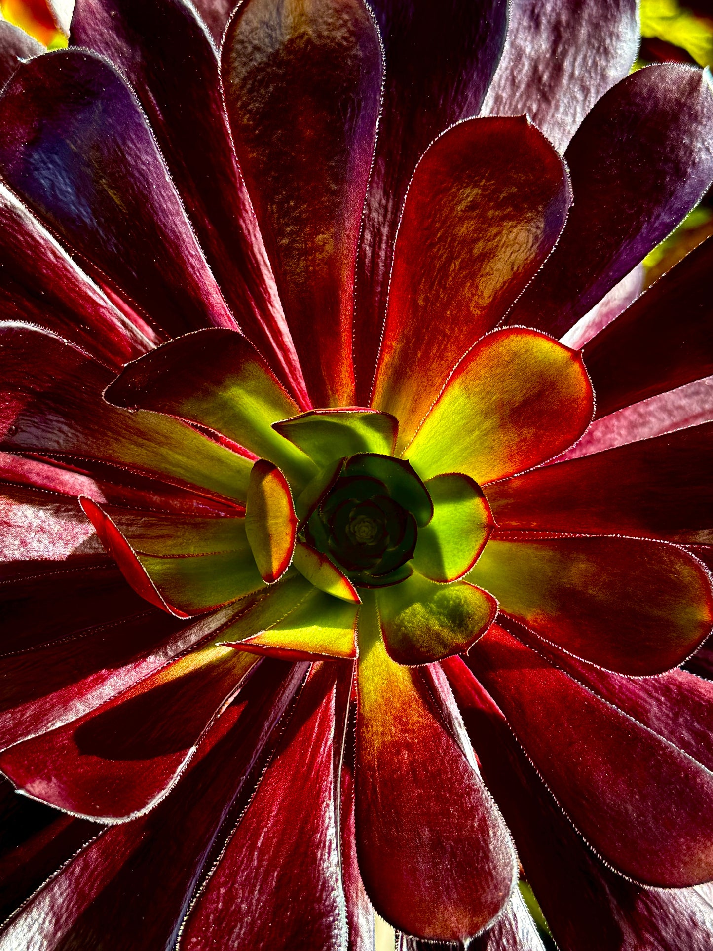 Ember Rosette