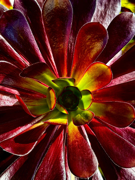 Ember Rosette