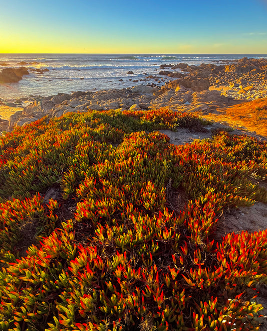 Embers on the Bluff