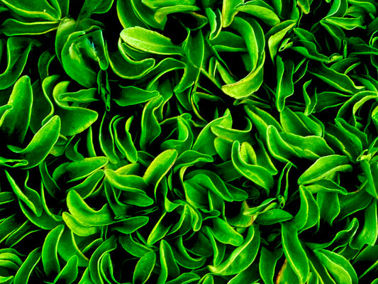 Emerald Currents