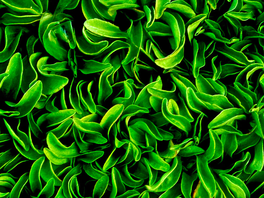 Emerald Currents