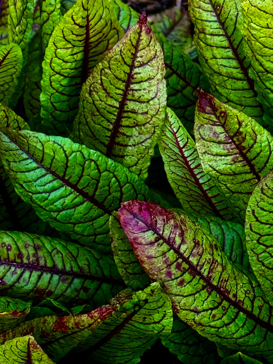 Emerald Pulse