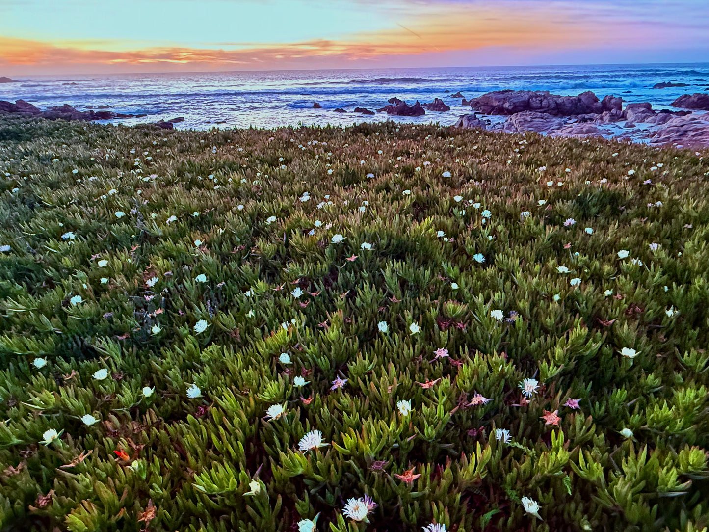 Evening Bloom