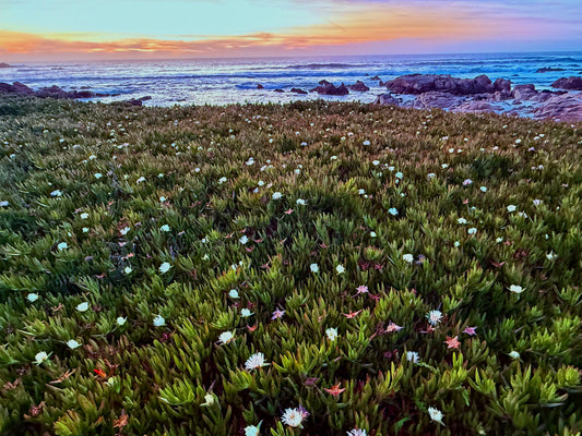 Evening Bloom