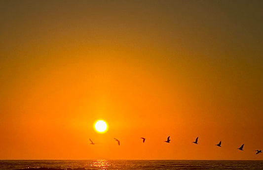 Evening Flight