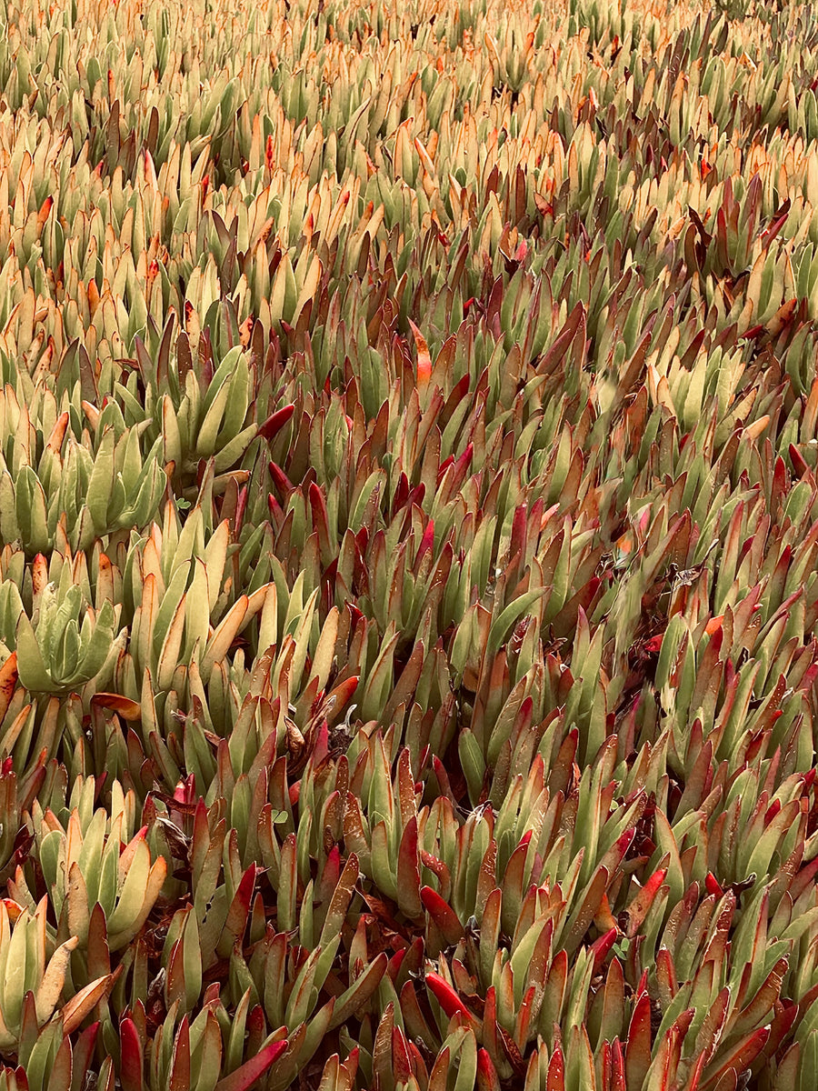 Field of Ember Tides