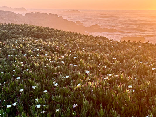 Field of Light