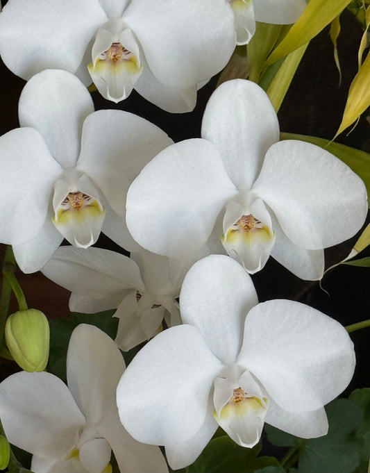Flying Orchids
