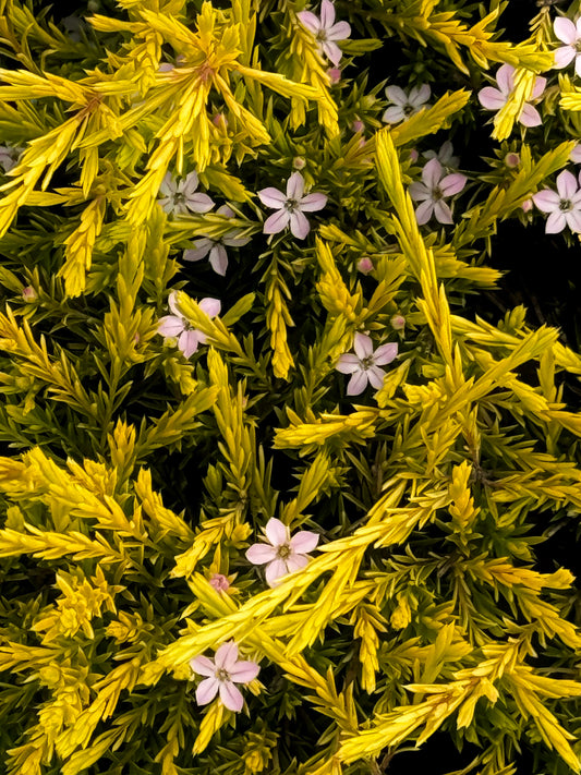 Garden Chorus