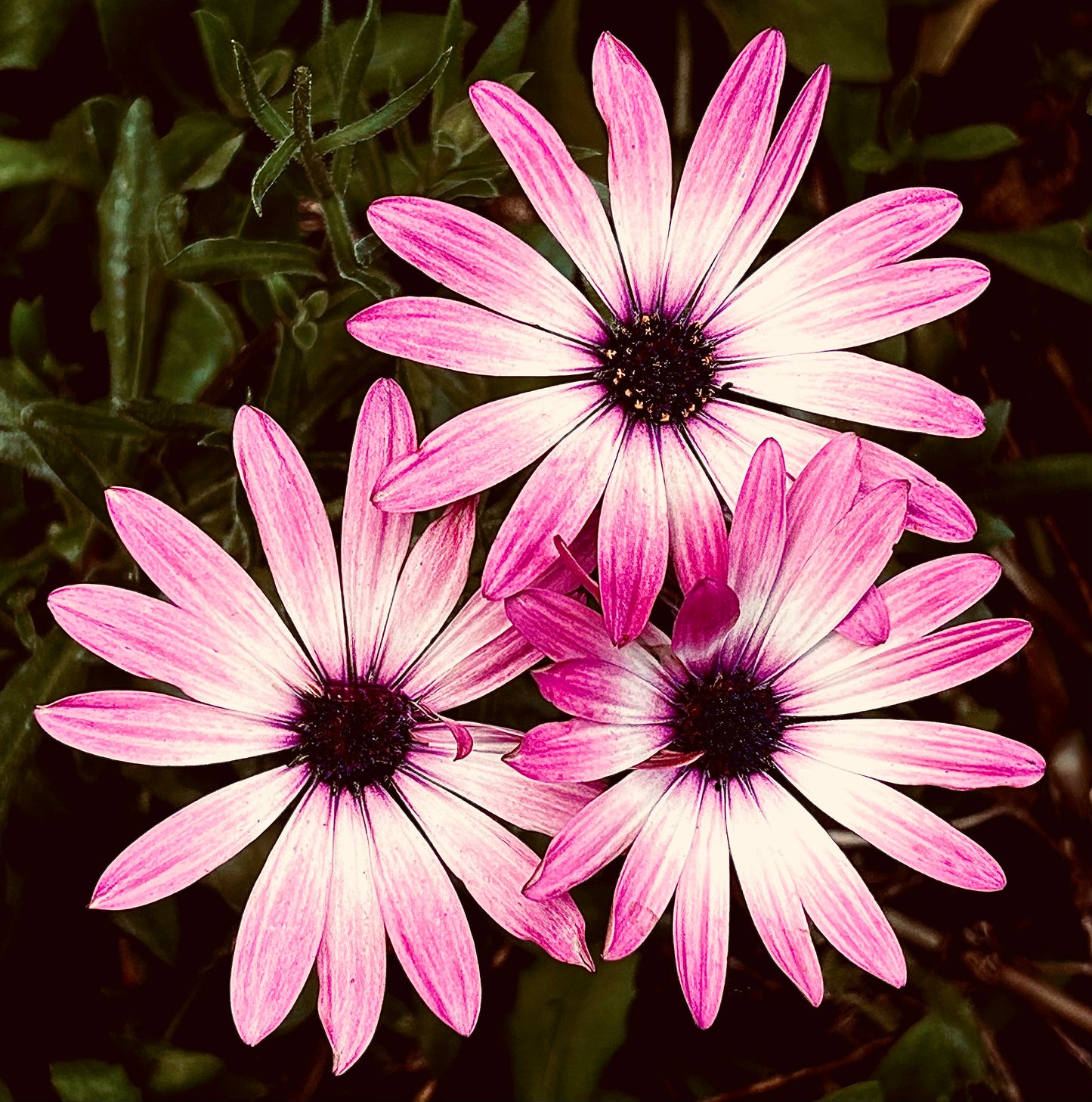 Garden Chorus