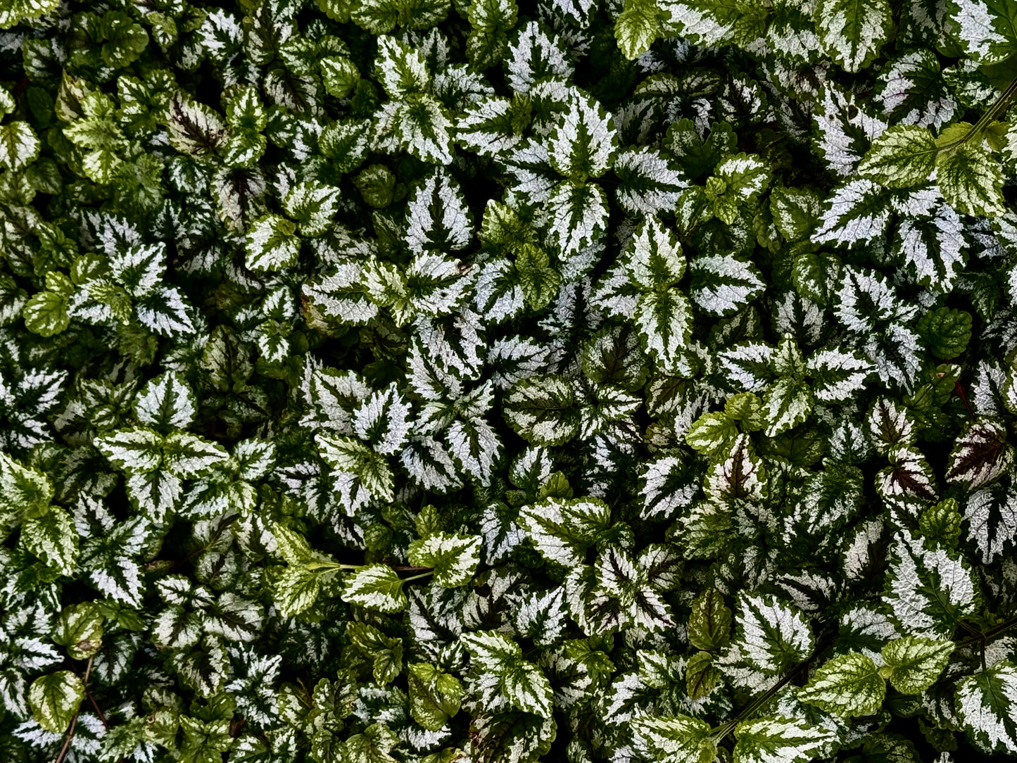 Garden Lace