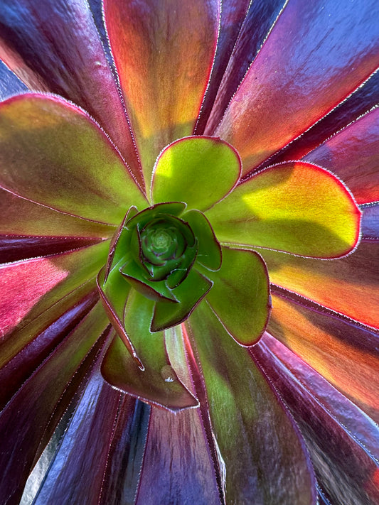Garden Prism