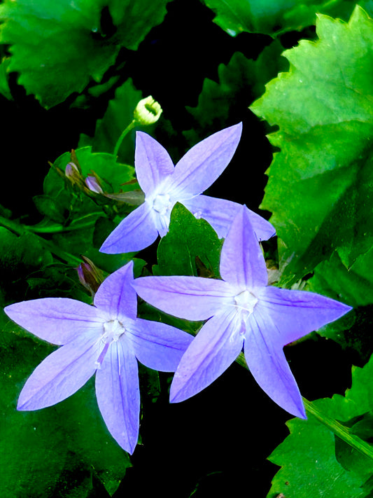 Garden Stars