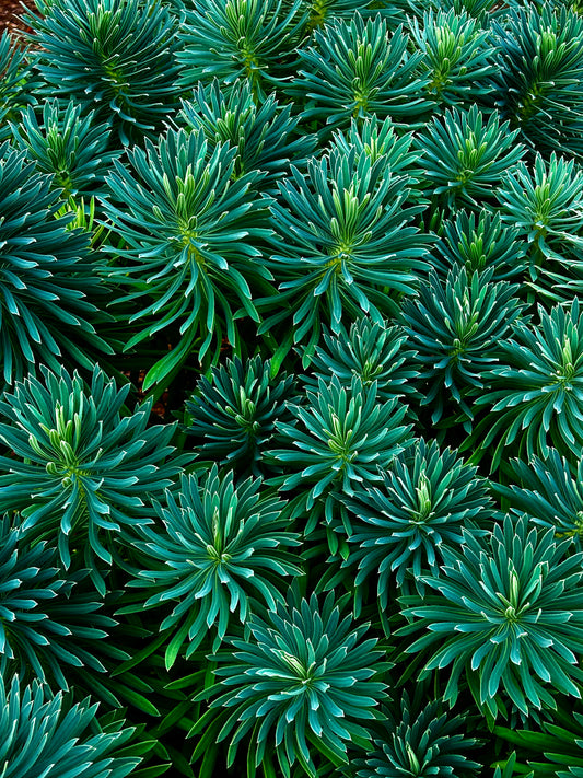 Garden of Stars